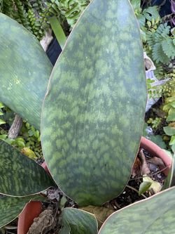 Whale fin Snake Plant