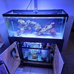 Aquarium. Fish Tank 