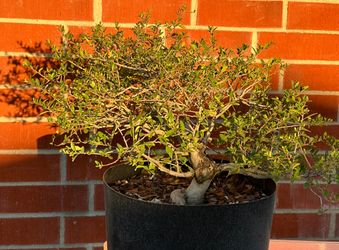 Yaupon Holly Bonsai Tree