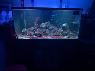 Fish tank
