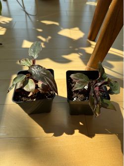 Philodendron Pink Princess Houseplants