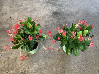 PLANTS