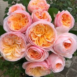 English Roses live plant 2 gallons DA Juliet