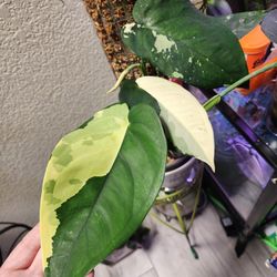 Varigated syngonium chiapense cuttings