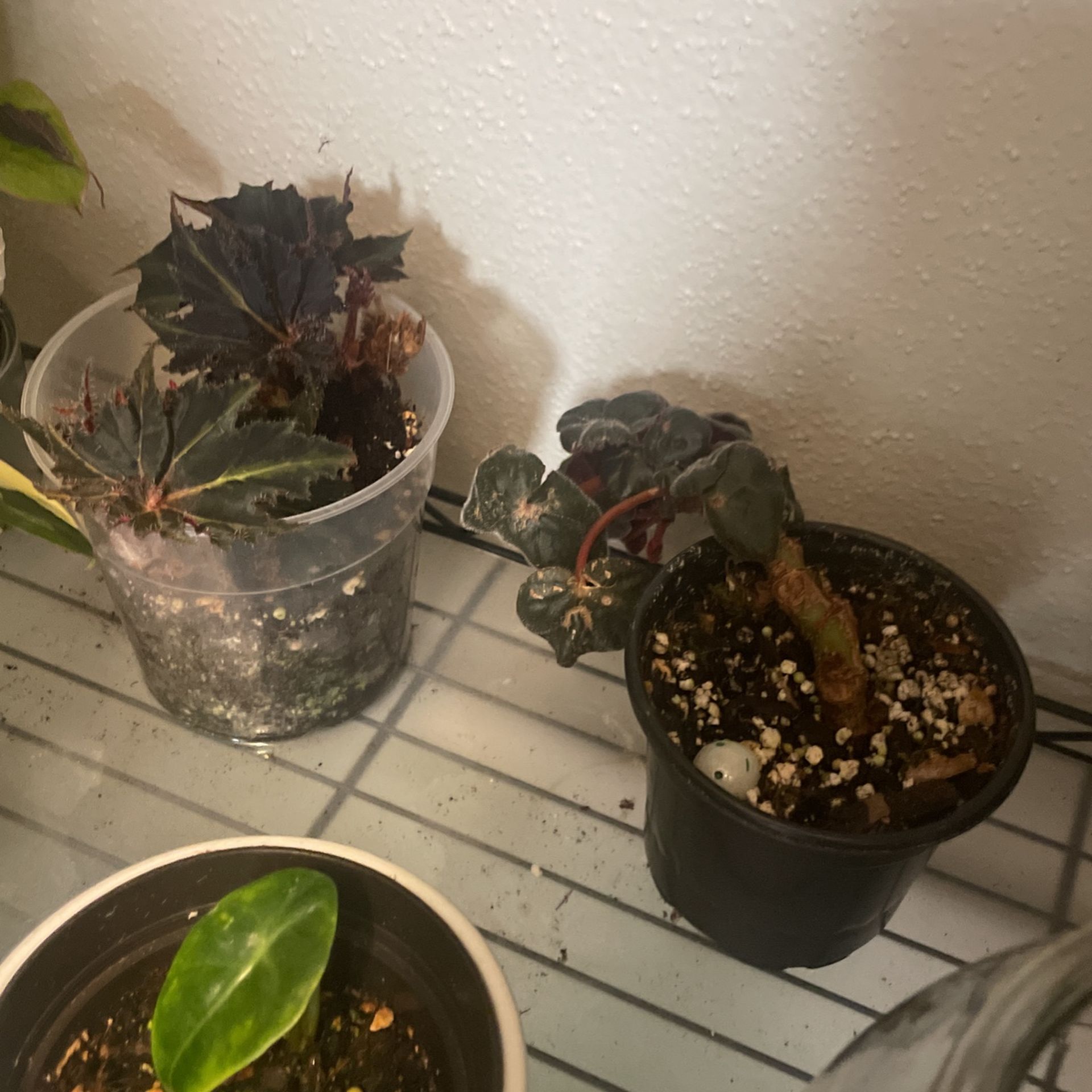 Plants (tropical, Fruit, Succulent)