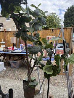 Artificial Fig Tree
