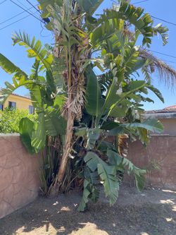 Trimmer trees