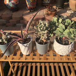 A Variety Of Succulent Plants In Ceramic Pots $5.00 Each