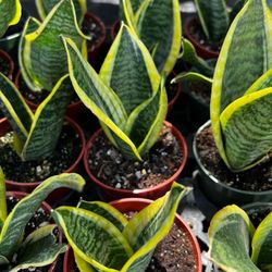 Snake Plant, Saint George’s Sword, Dracaena Trifasciata, Houseplant, Mother’s Day Gift