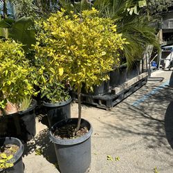 Duranta Topiary Bonsai Plant 