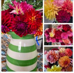 MYSTERY DAHLIA TUBERS