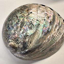 Vintage Abalone Shell Paua Very Rare/Unique POLISHED ON BOTH SIDES 6.5” x 5.25”
