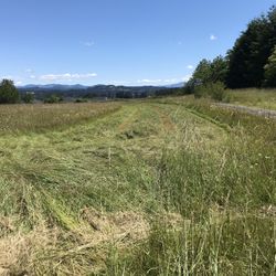Hay Bales For Sale
