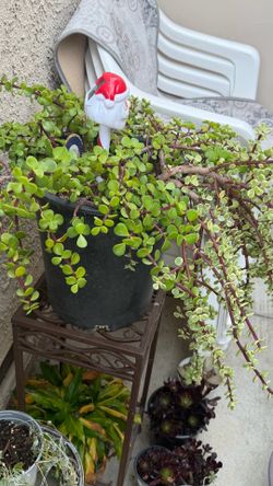 Jade plant