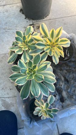 6” Pot Var. Aeonium