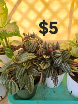 Peperomia