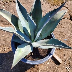 Agave Blue Americana