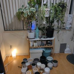 Various Plants And Pots