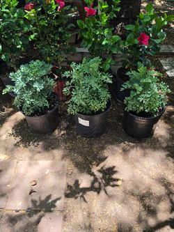 Ruda plants