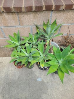 Agave Foxtail Cactus Plant