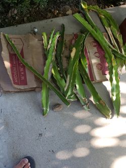 Dragon Fruit Cuttings