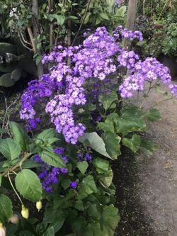 Hermosa planta de dos colores morados $12