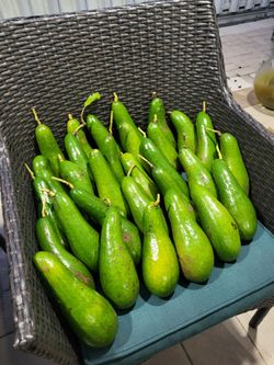 Fresh avocados