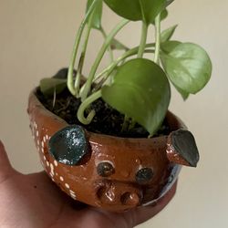 Plantita 🪴 Bella y saludable disponible $25