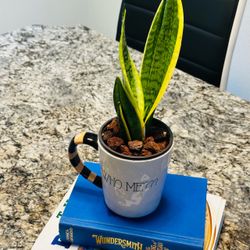 Sensevieria plant in ceramic mug
