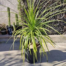 Ponytail Palm