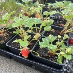 Organic Strawberry Plants