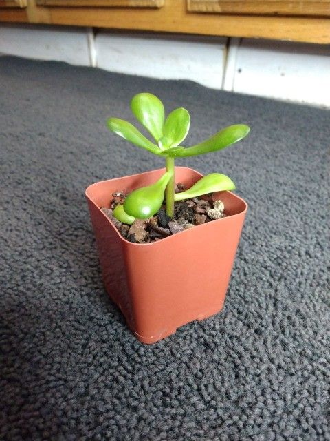 Jade Plant Succulent Starter