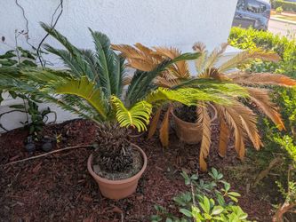 2 Sago Palms