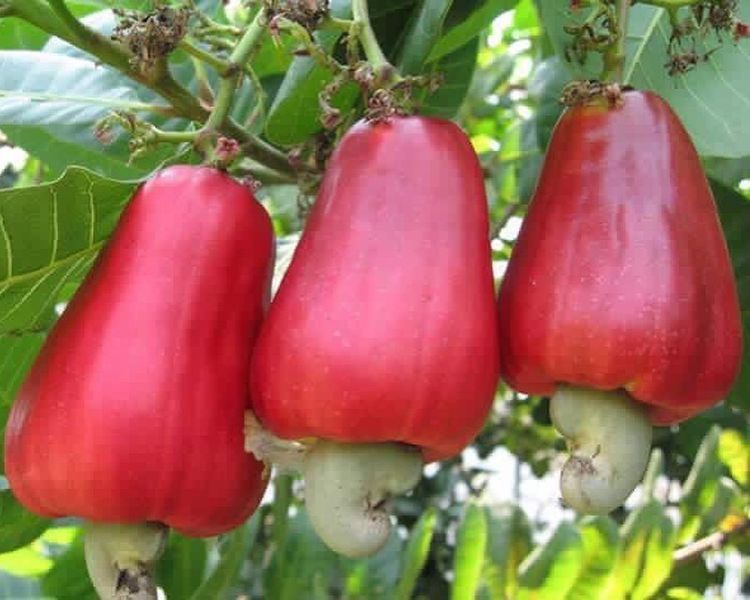 Red Apple Cashew Trees 