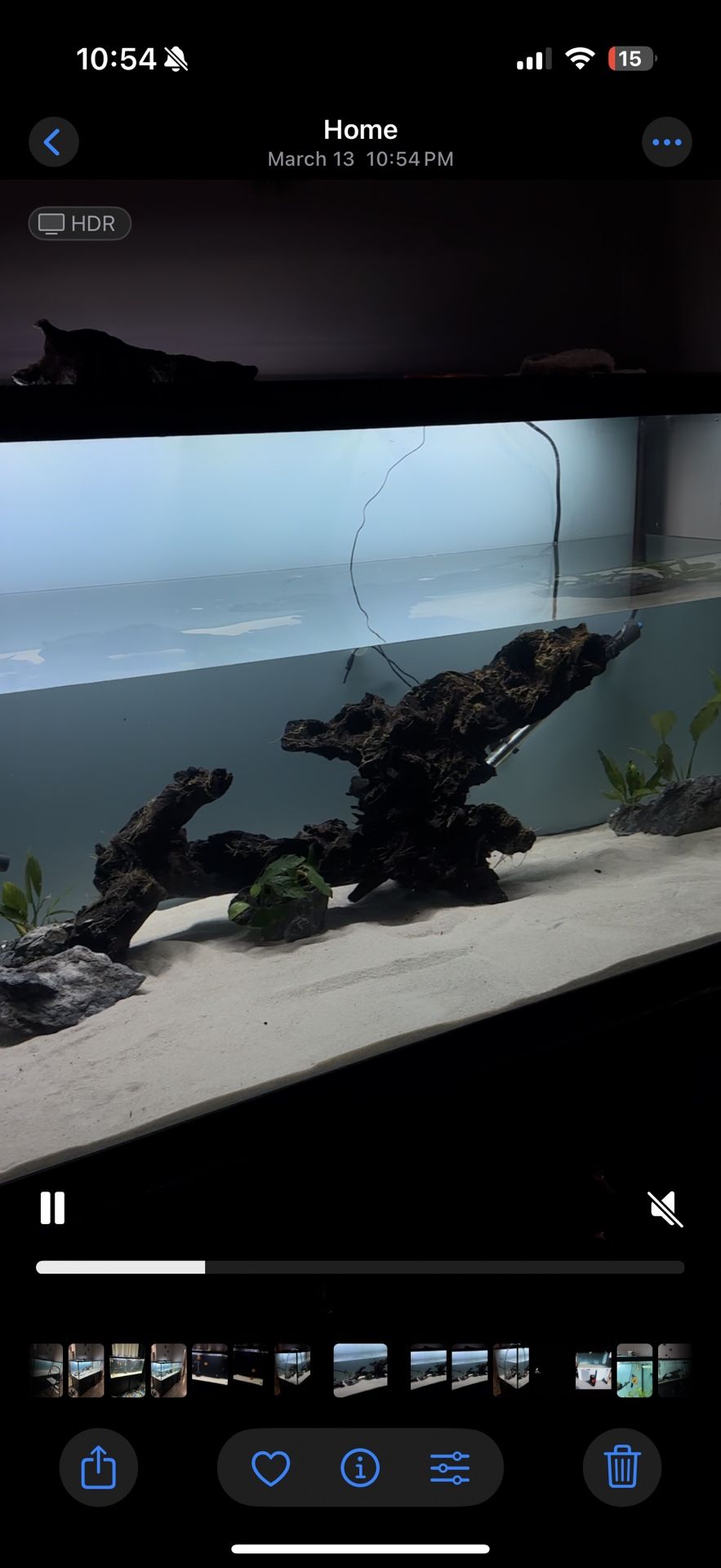 Drift Wood 