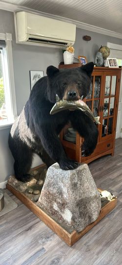 Taxidermy black bear