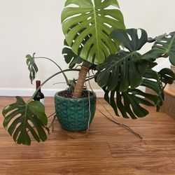 Large Monstera With Pot