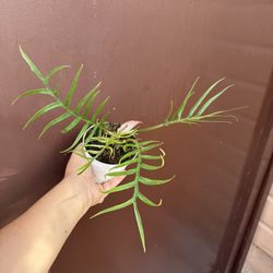 4” Tortum Philodendron