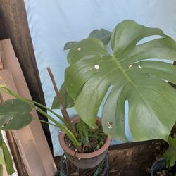 Monstera Plant Flower 