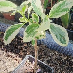 Variegated Hydrangea