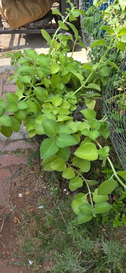 Oregano Orejon