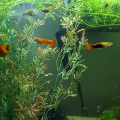 10+ 1 Free guppy Fry Home Grown