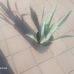 Agaves