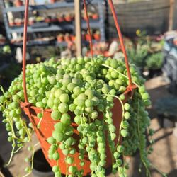 String Of Perlds 