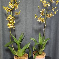 Oncidium WILDCAT Orchid plants With Planter