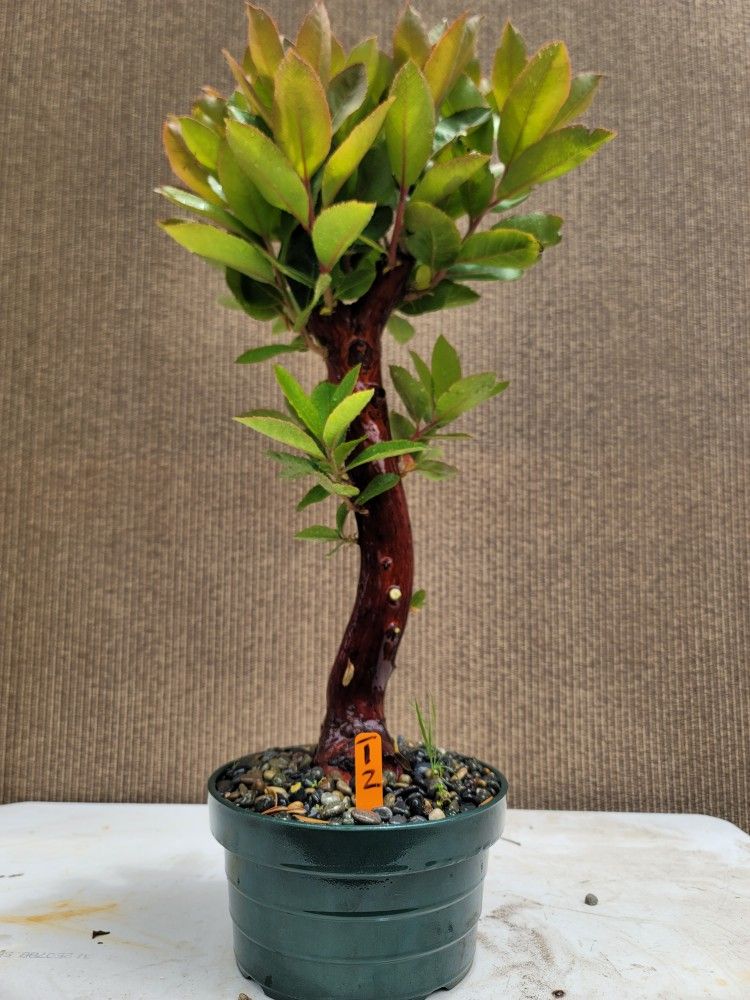 Old Marina Trawberry Bonsai Tree