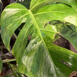 Variegated Monstera Aurea Two Leaf  Plant Cutting 