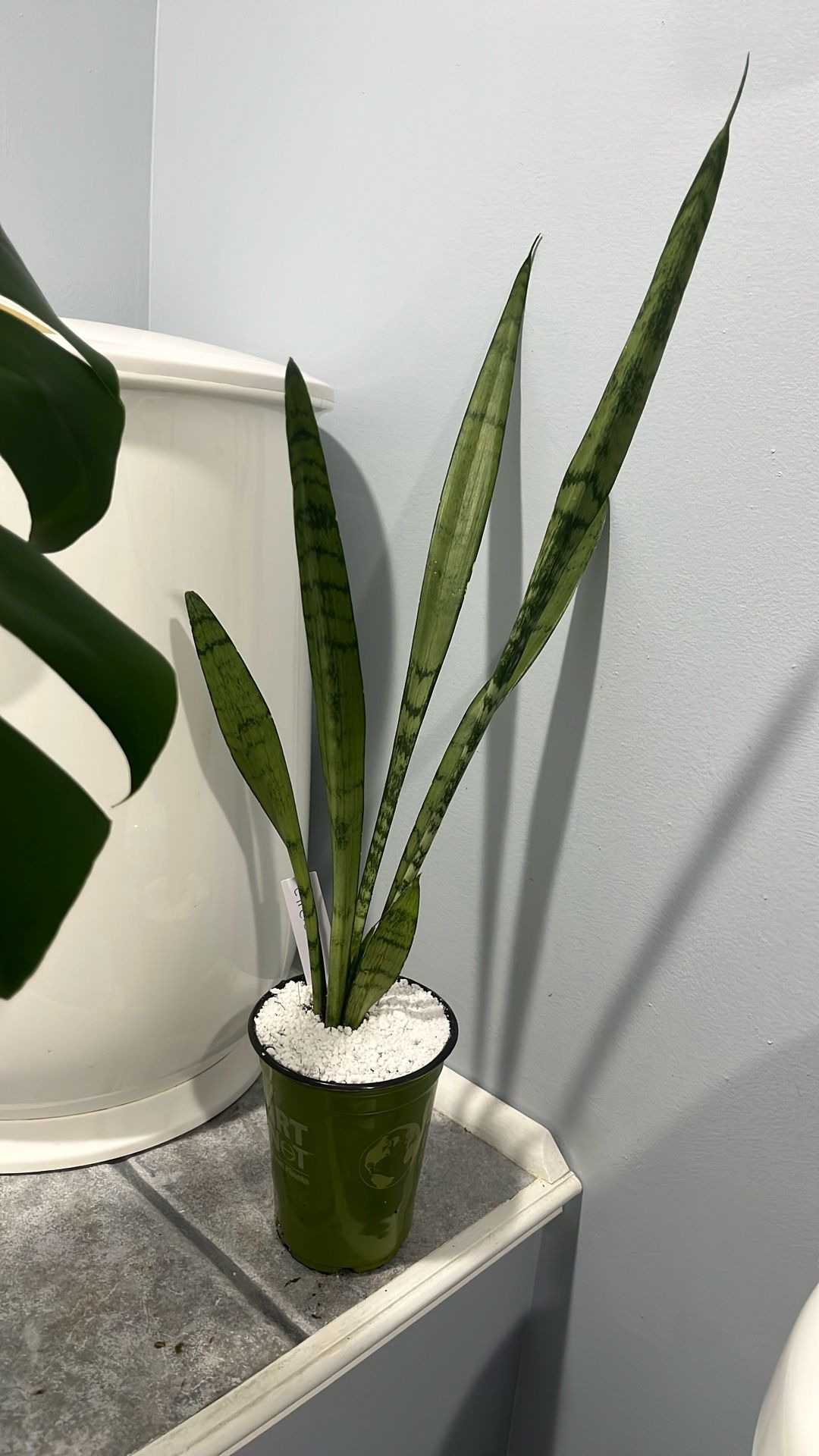 Snake Plant