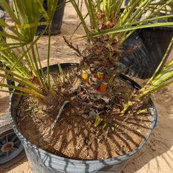 $150 Each Mediterranean Palm Pictured 