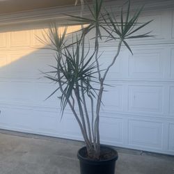Dracaena Marginata Palm - Dragon Tree for Sale in Long Beach, CA - OfferUp